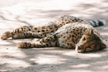 Vahşi kedi Çita, Afrika 'da yedikten sonra yemlendikten sonra uzanır..