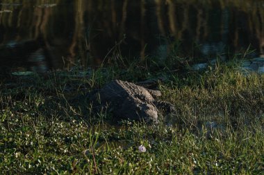 Timsah Zimbabve 'deki Zambezi Nehri kıyısında dinleniyor..