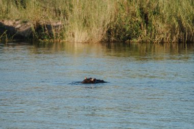 Zimbabwe 'deki Zambezi nehrinde yüzen su aygırları..