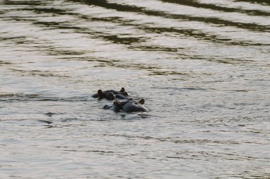 Zimbabwe 'deki Zambezi nehrinde yüzen su aygırları..