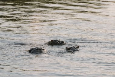 Zimbabwe 'deki Zambezi nehrinde yüzen su aygırları..