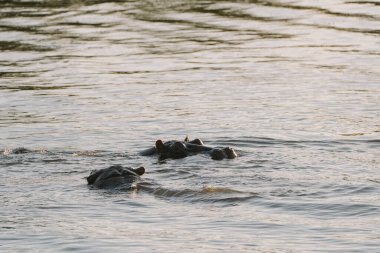 Zimbabwe 'deki Zambezi nehrinde yüzen su aygırları..