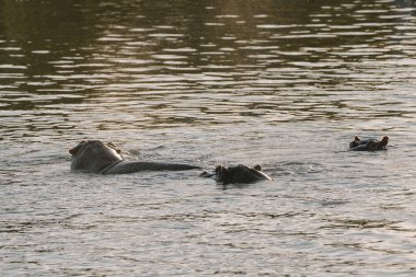 Zimbabwe 'deki Zambezi nehrinde yüzen su aygırları..