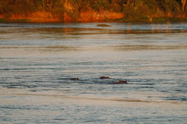 Zimbabwe 'deki Zambezi nehrinde gün batımında yüzen su aygırı..