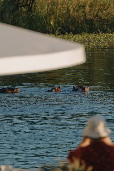 Zimbabwe 'deki Zambezi nehrinde su aygırlarının yüzüşünü izleyen turist..