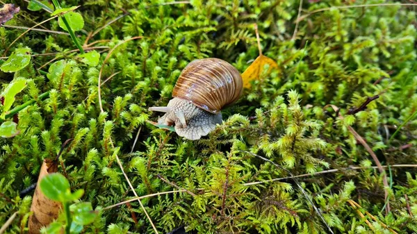 여름에 기어가는 외로운 달팽이 — 스톡 사진