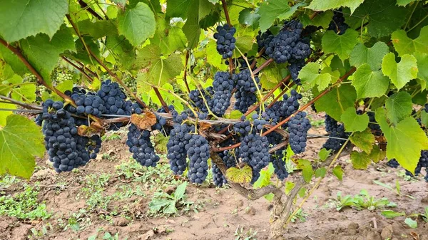 Большие Спелые Гроздья Черного Винограда Готовы Сбору Урожая Виноградной Плантации — стоковое фото