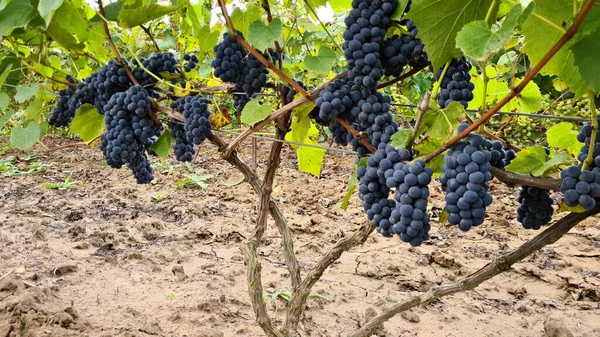 Grote Rijpe Trossen Zwarte Druiven Zijn Klaar Voor Oogst Wijngaard — Stockfoto
