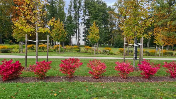 Małe Krzewy Pięknymi Czerwonymi Liśćmi Parku Miejskim Jesienią — Zdjęcie stockowe
