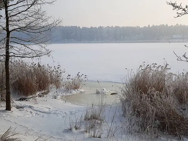 Vinterlandskap Med Träd Vilka Grenarna Täckta Med Fluffig Hesparfrost — Stockfoto