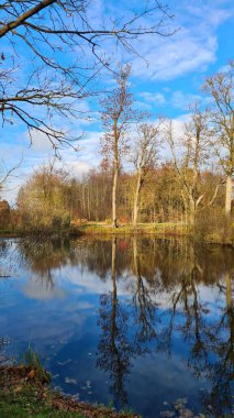 Sonbaharın sonlarında güneşli bir günde orman ve gölün yüzeyindeki ağaçların yansımaları..