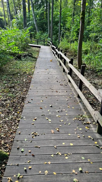 Senderos Madera Para Caminar Gente Haciendo Deportes Bosque Entre Pinos —  Fotos de Stock