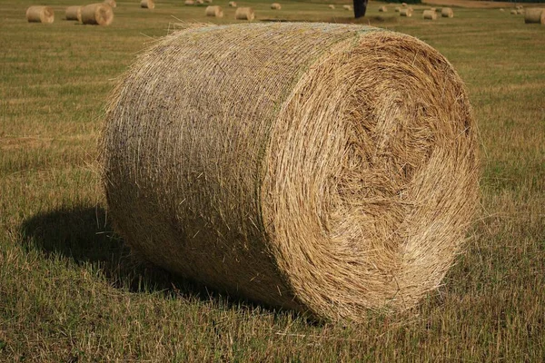 Large Roll Mowed Dried Hay Field Prepared Cattle Court Winter — Stock Photo, Image