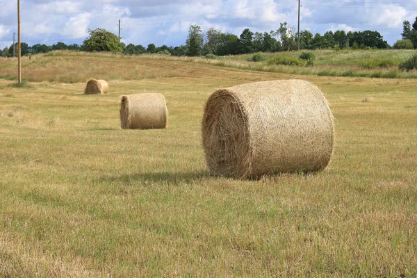 冬には牛のコートのために畑で刈られた干草の大きなロールが用意されています — ストック写真
