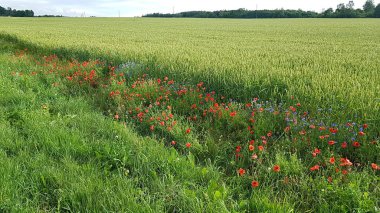 Kırmızı gelincikler baharda tarlaların arasında yol kenarında çiçek açar..
