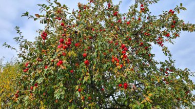 Fruit tree with many ripe red apples on its branch in autumn.