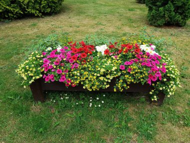 Beautiful summer flowers are planted in unusual abstract-shaped vases outdoors for landscaping the yard.