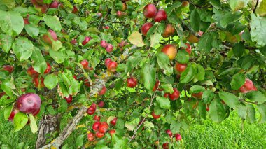 Ripe and delicious red apples on the branches of an apple tree at the beginning of the autumn season.