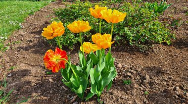 Beautiful multi colored tulips grow in rustic garden on May sunny day.