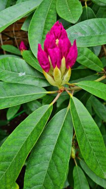 Large and beautiful buds on the Rhododendron bushes appear with the onset of spring.