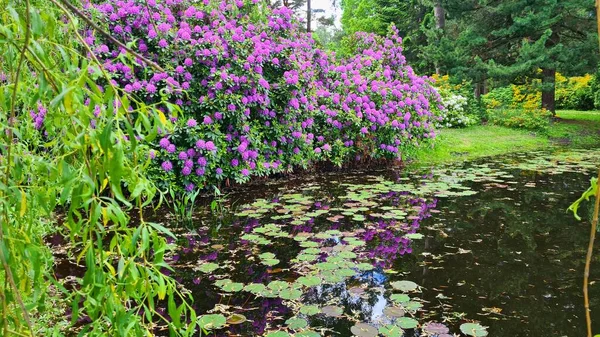 Large bushes of Rhododendrons with purple flowers on the shore of the reservoir.