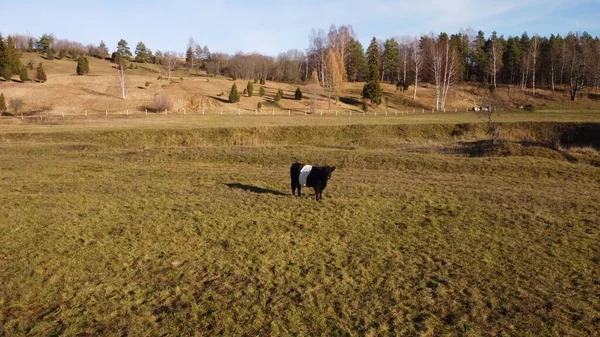 Solitaire Vache Noire Blanche Dans Une Grande Prairie Jour Ensoleillé — Photo