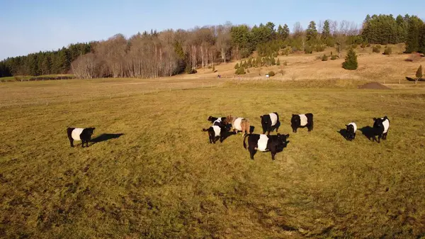 Pequeno Rebanho Vacas Pretas Brancas Grande Prado Dia Ensolarado Outono — Fotografia de Stock