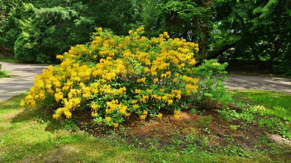 Piękne Duże Kwiaty Gałęziach Krzewów Rododendron Zachwycają Ludzi — Zdjęcie stockowe