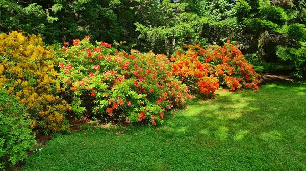 Όμορφα Μεγάλα Λουλούδια Στα Κλαδιά Των Θάμνων Του Ροδόδενδρου Ευχαριστούν — Φωτογραφία Αρχείου