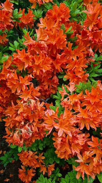 Lindas Flores Grandes Nos Ramos Arbustos Rhododendron Deliciar Pessoas — Fotografia de Stock