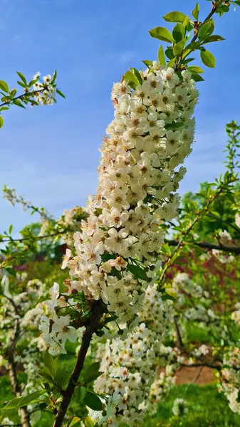 Muchas Pequeñas Flores Blancas Florecieron Rama Cerezo Pájaro Primavera — Foto de Stock