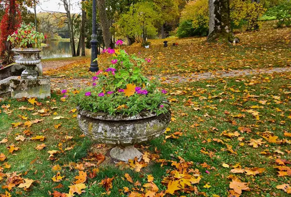 Fioletowe Małe Kwiaty Starym Kamiennym Wazonie Trawie Pokrytej Wieloma Żółtymi — Zdjęcie stockowe