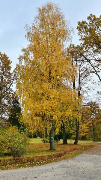 Большое Дерево Желтыми Листьями Рядом Тропинкой Городском Парке Осенью — стоковое фото