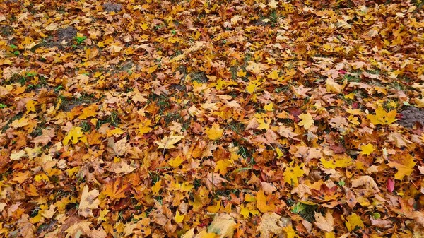 Ξηρά Κίτρινα Φύλλα Πέφτουν Στο Έδαφος Σαν Φθινοπωρινή Κουβέρτα — Φωτογραφία Αρχείου