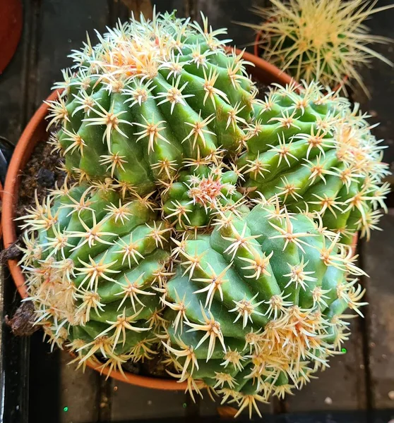 Small Prickly Cacti Grown Pots Sale People — Stock Photo, Image