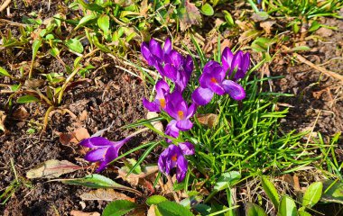 İlkbaharın başlarında orman açıklarında ilk ortaya çıkan leylak timsahlarıdır..