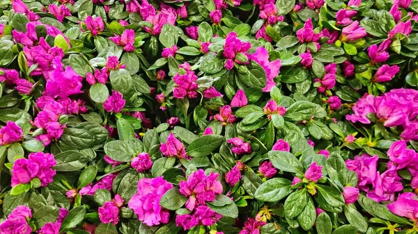 Beaucoup Petites Fleurs Lilas Azalea Brillantes Poussent Dans Lit Fleurs — Photo