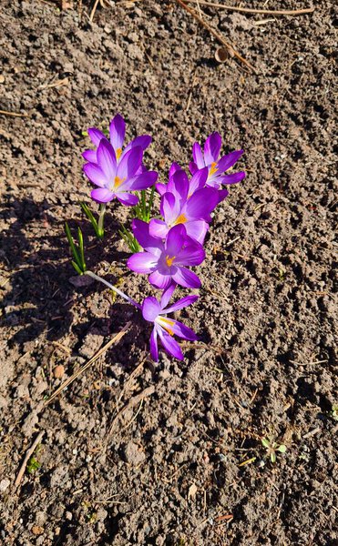 Lilac Crocuses are the first to appear in early spring in forest glades.
