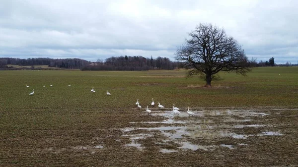 White geese on gray field arrived in early spring from the southern countries.
