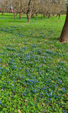 Galanthus mavi çiçekleri baharda ormanlarda ve parklarda yetişir..