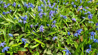 Galanthus mavi çiçekleri baharda ormanlarda ve parklarda yetişir..