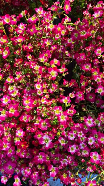 サキシフラージュ紫色のカーペットは 早春に美しい花を咲かせる丈夫で光沢のある植物です — ストック写真