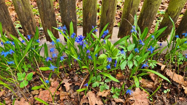 Galanthus Blaue Blüten Wachsen Frühling Wäldern Und Parks — Stockfoto
