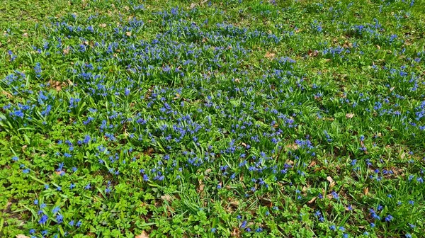 Stock image Galanthus blue flowers grow in forests and parks in spring.