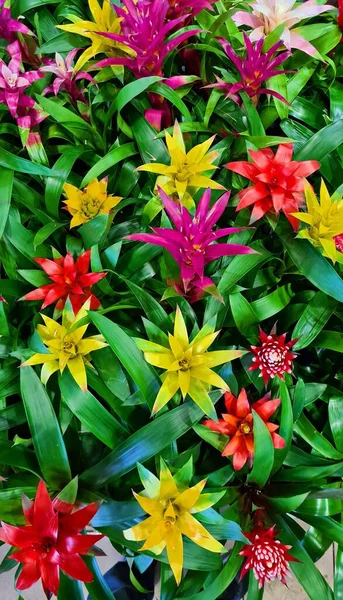 Multi-colored unusual Gusmania flowers strengthen the atmosphere in the house and have positive effect on people.