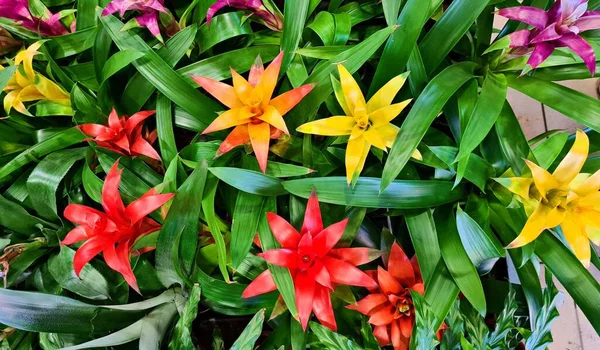 Multi-colored unusual Gusmania flowers strengthen the atmosphere in the house and have positive effect on people.