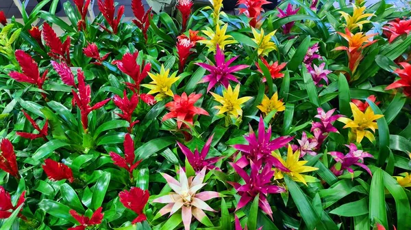 Multi Colored Unusual Gusmania Flowers Strengthen Atmosphere House Have Positive — Stock Photo, Image
