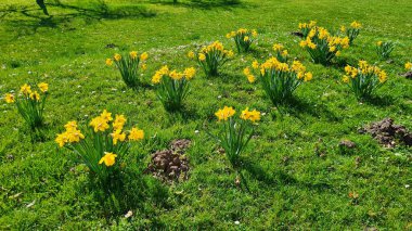 Sarı laleler güneşli bahar gününde nehrin yanındaki yeşil tarlada çiçek açtı..