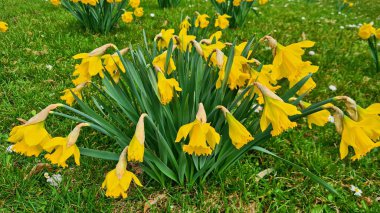 Sarı laleler güneşli bahar gününde nehrin yanındaki yeşil tarlada çiçek açtı..