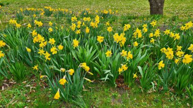 Sarı laleler güneşli bahar gününde nehrin yanındaki yeşil tarlada çiçek açtı..